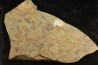 graptolite Koremagraptus sp. - Ordovician - Fezouata fmt - Morocco
