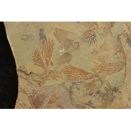 graptolite Koremagraptus sp. - Ordovician - Fezouata fmt - Morocco