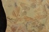 graptolite Koremagraptus sp. - Ordovicien - Fezouata fmt, Maroc