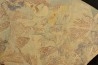 graptolite Koremagraptus sp. - Ordovicien - Fezouata fmt, Maroc