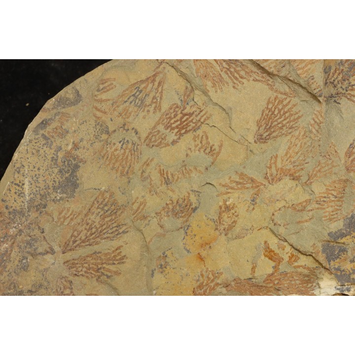 graptolite Koremagraptus sp. - Ordovician - Fezouata fmt - Morocco
