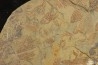 graptolite Koremagraptus sp. - Ordovicien - Fezouata fmt, Maroc