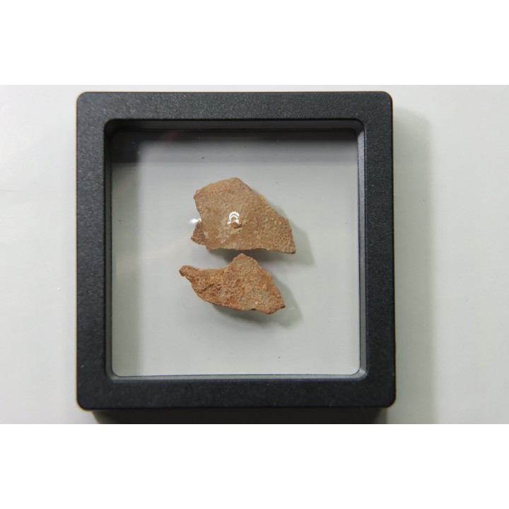 Coquilles d'œufs MEGALOOLITHUS - Du dinosaure TITANOSAURE  HYPSELOSAURUS
