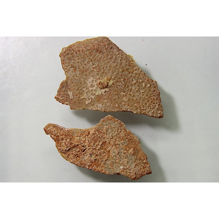 DINOSAUR egg shell MEGALOOLITHUS  - from dinosaur TITANOSAURE  HYPSELOSAURUS