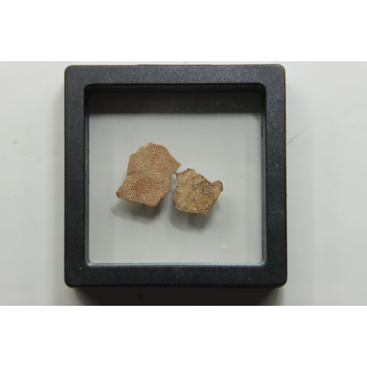 DINOSAUR egg shell MEGALOOLITHUS  - from dinosaur TITANOSAURE  HYPSELOSAURUS