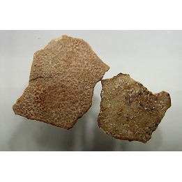 Coquilles d'œufs MEGALOOLITHUS - Du dinosaure TITANOSAURE  HYPSELOSAURUS