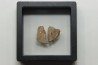 Coquilles d'œufs MEGALOOLITHUS - Du dinosaure TITANOSAURE  HYPSELOSAURUS