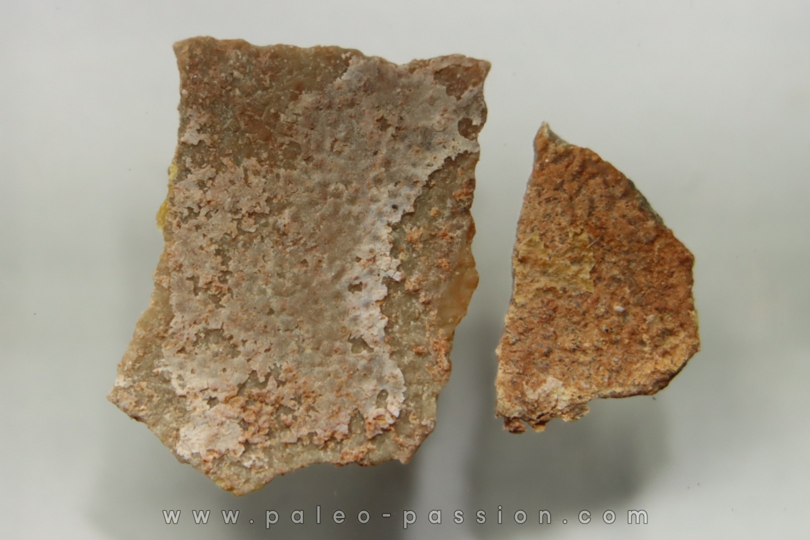 DINOSAUR egg shell MEGALOOLITHUS - from dinosaur TITANOSAURE HYPSELOSAURUS