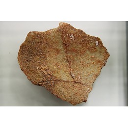 Coquilles d'œufs MEGALOOLITHUS - Du dinosaure TITANOSAURE  HYPSELOSAURUS