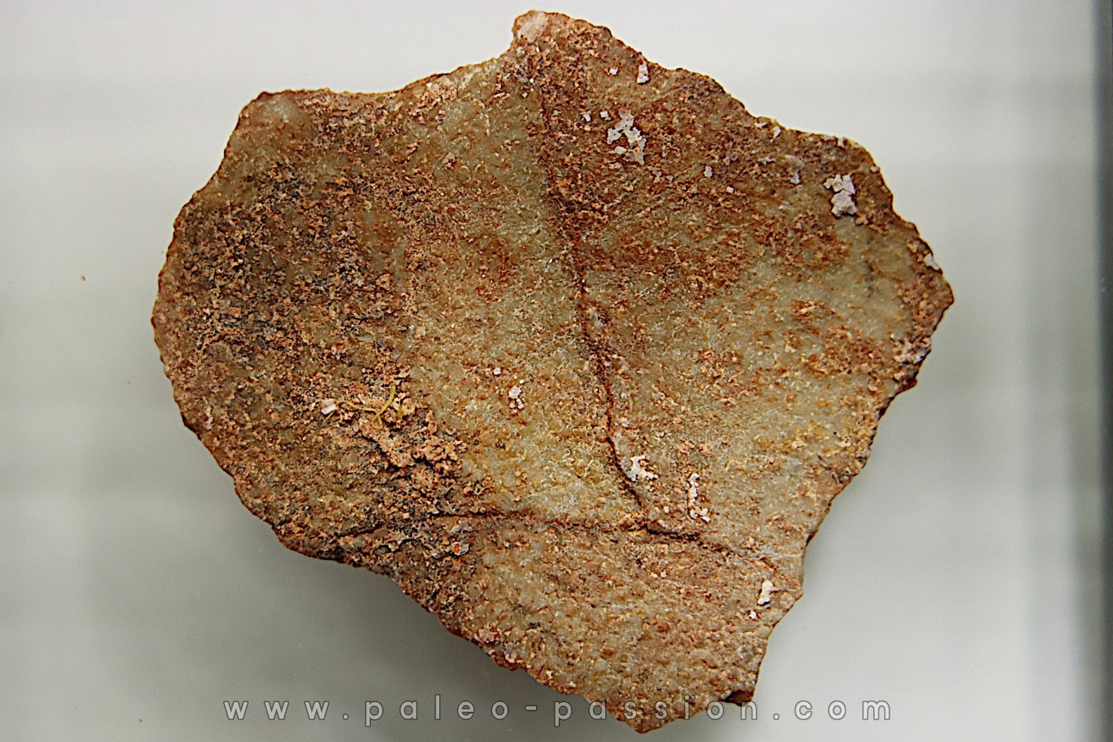 DINOSAUR egg shell MEGALOOLITHUS - from dinosaur TITANOSAURE HYPSELOSAURUS