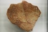 DINOSAUR egg shell MEGALOOLITHUS - from dinosaur TITANOSAURE HYPSELOSAURUS