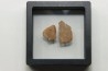 DINOSAUR egg shell MEGALOOLITHUS  - from dinosaur TITANOSAURE  HYPSELOSAURUS