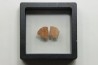 DINOSAUR egg shell MEGALOOLITHUS  - from dinosaur TITANOSAURE  HYPSELOSAURUS