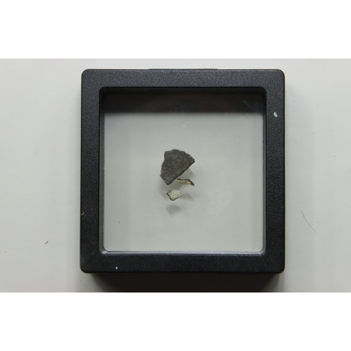 dinosaur maiasaura egg shell