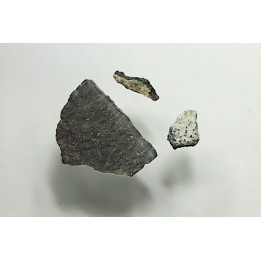 dinosaur maiasaura egg shell