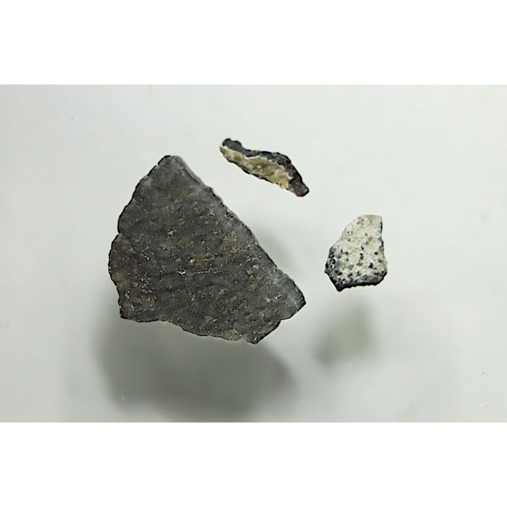 dinosaur maiasaura egg shell