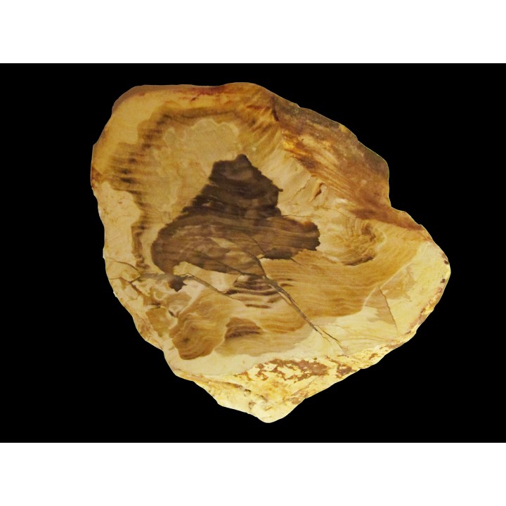 FOSSIL WOOD: CEDAR -Tertiaire - Mc Dermit, Oregon, USA