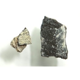 dinosaur maiasaura egg shell