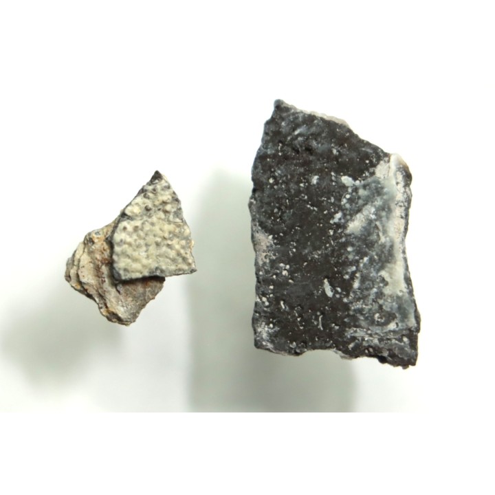 coquilles d œuf de dinosaure à bec de canard: Maiasaura