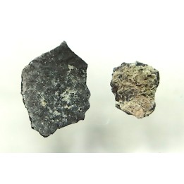 coquilles d œuf de dinosaure à bec de canard: Maiasaura