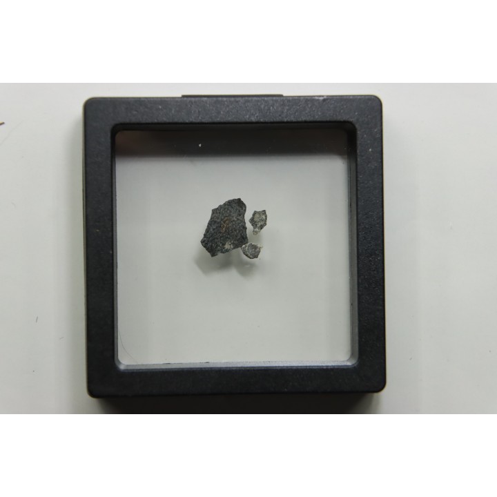 dinosaur maiasaura egg shell
