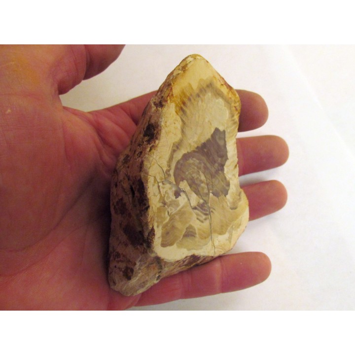 BOIS FOSSILE : CEDRE