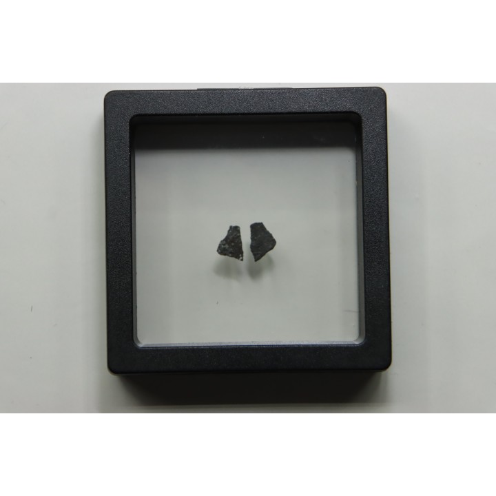 dinosaur maiasaura egg shell