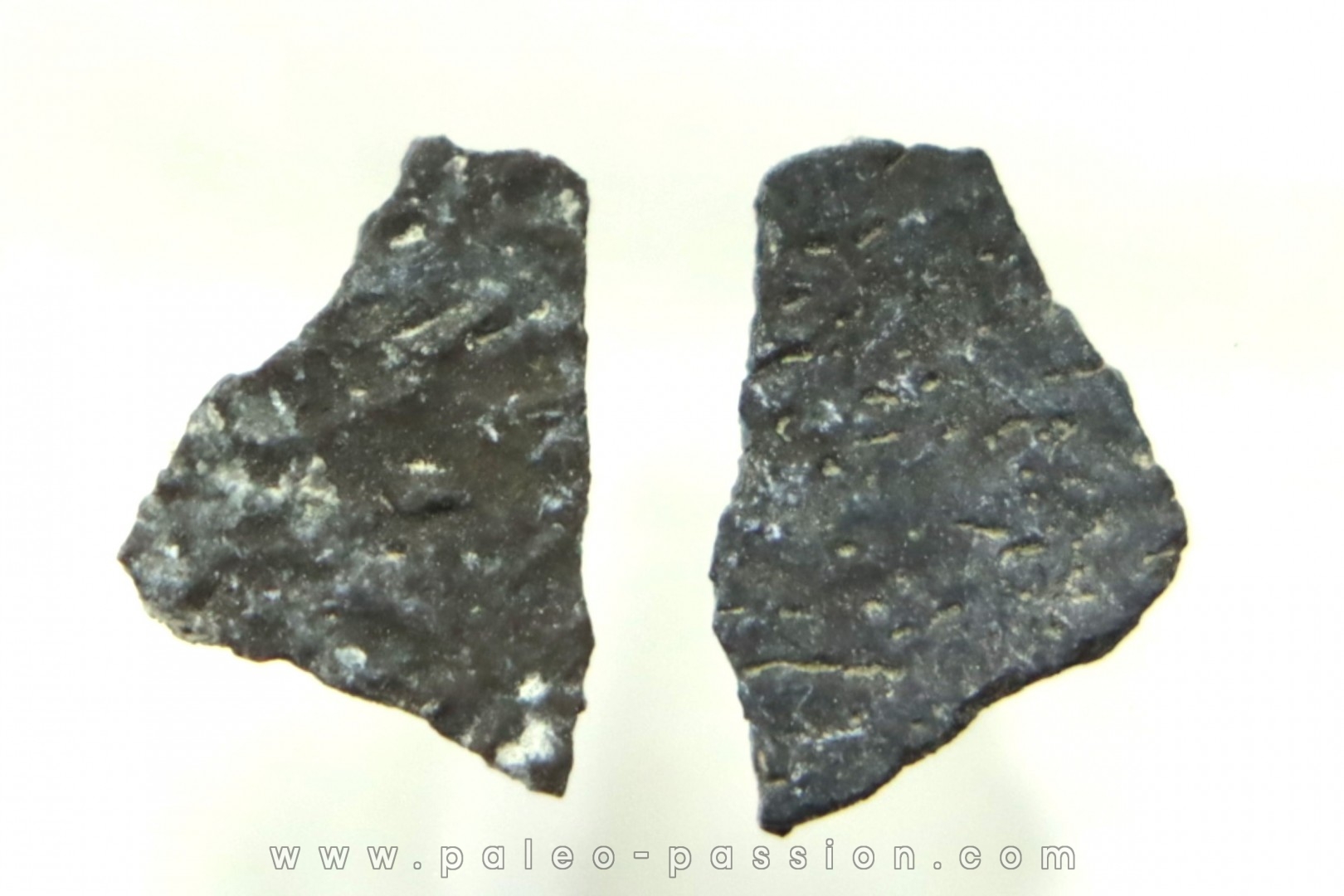 coquilles d œuf de dinosaure à bec de canard: Maiasaura