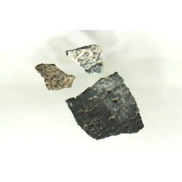 dinosaur maiasaura egg shell