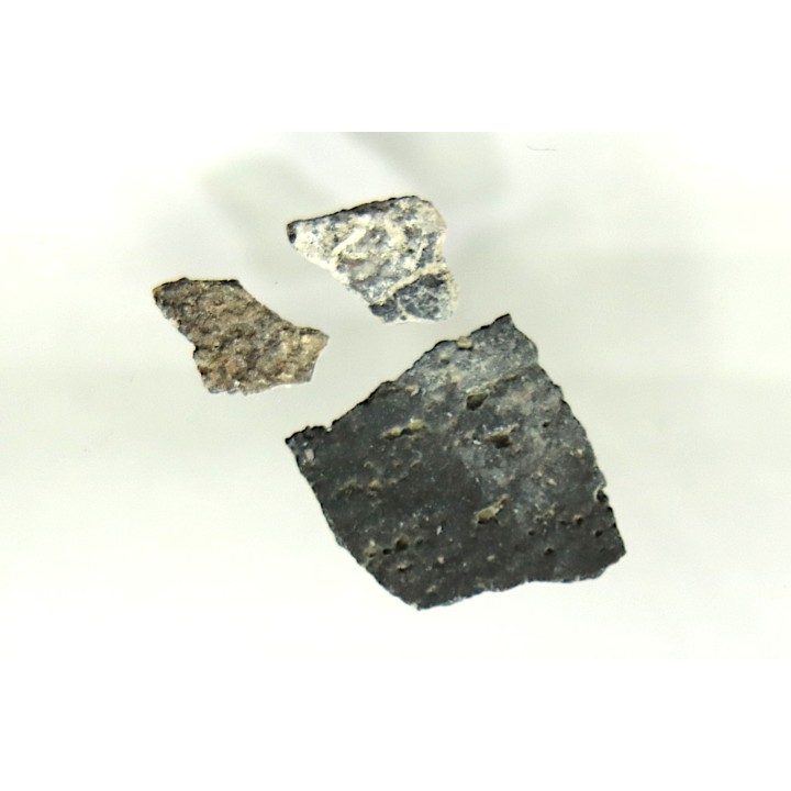 dinosaur maiasaura egg shell
