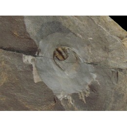 EOAMPYXINELLA VILLEBRUNI (2)