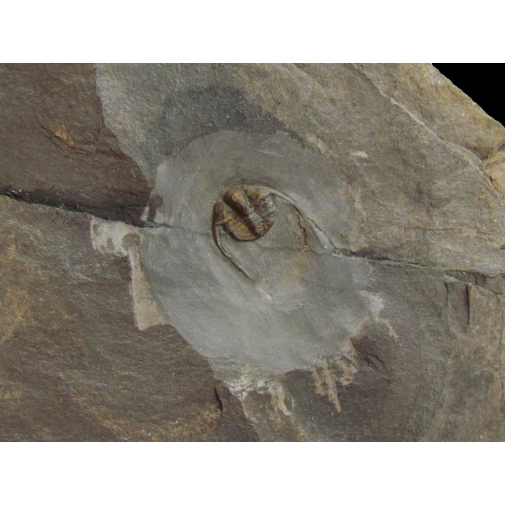 EOAMPYXINELLA VILLEBRUNI (2)