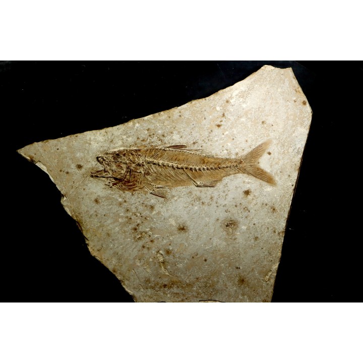 DAPALIS MACRURUS