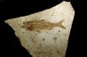 DAPALIS MACRURUS