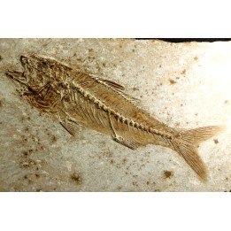 DAPALIS MACRURUS