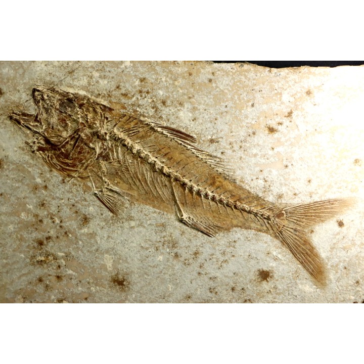 DAPALIS MACRURUS
