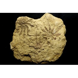 Solanocrinites Beltremieuxi (De Loriol, 1889) - lower kimmeridgian - Charente Maritime - FRANCE