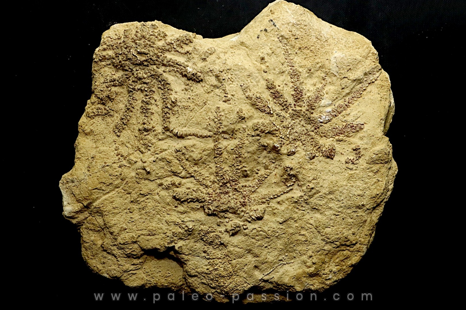 Solanocrinites Beltremieuxi (De Loriol, 1889) - lower kimmeridgian - Charente Maritime - FRANCE