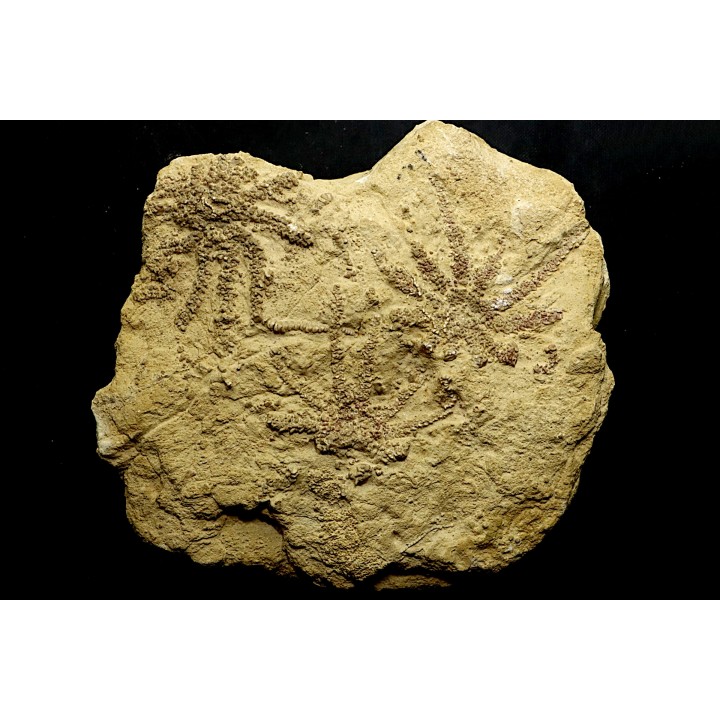 Solanocrinites Beltremieuxi - kimmeridgien inferieur - Charente Maritime - FRANCE