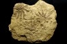 Solanocrinites Beltremieuxi (De Loriol, 1889) - lower kimmeridgian - Charente Maritime - FRANCE