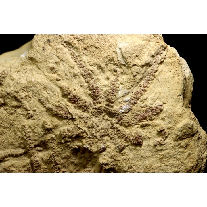 Solanocrinites Beltremieuxi (De Loriol, 1889) - lower kimmeridgian - Charente Maritime - FRANCE