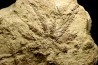 Solanocrinites Beltremieuxi (De Loriol, 1889) - lower kimmeridgian - Charente Maritime - FRANCE