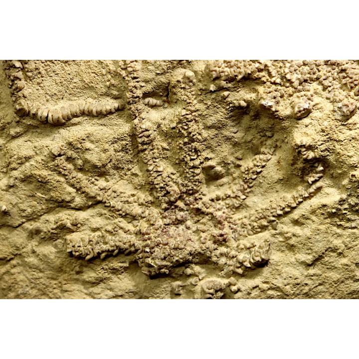 Solanocrinites Beltremieuxi (De Loriol, 1889) - lower kimmeridgian - Charente Maritime - FRANCE