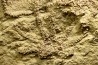 Solanocrinites Beltremieuxi (De Loriol, 1889) - lower kimmeridgian - Charente Maritime - FRANCE
