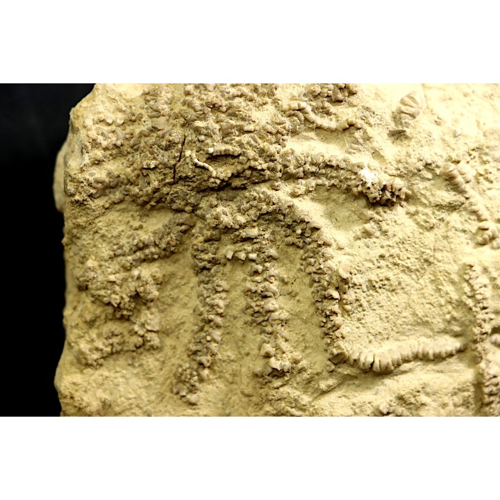 Solanocrinites Beltremieuxi - kimmeridgien inferieur - Charente Maritime - FRANCE