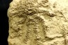 Solanocrinites Beltremieuxi (De Loriol, 1889) - lower kimmeridgian - Charente Maritime - FRANCE