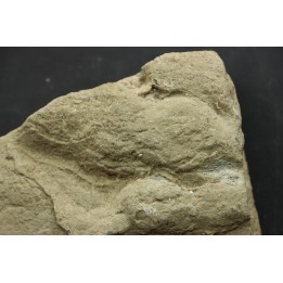 dinosaur foot print : Grallator variabilis