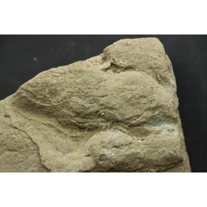 empreinte de dinosaure Grallator variabilis