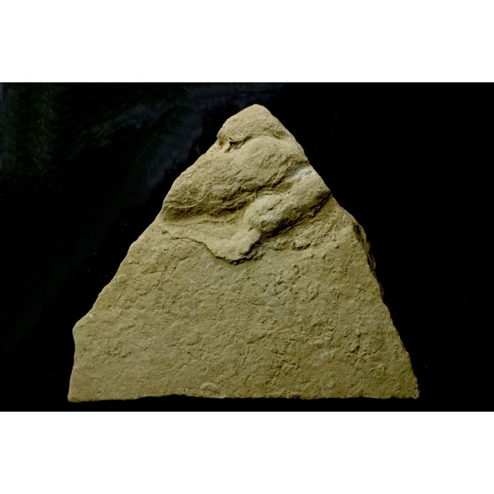 empreinte de dinosaure Grallator variabilis