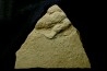 empreinte de dinosaure Grallator variabilis